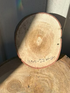 Spalted Maple
